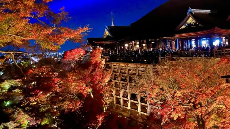 Kyomizudera at night with illumination during autumn leaves season