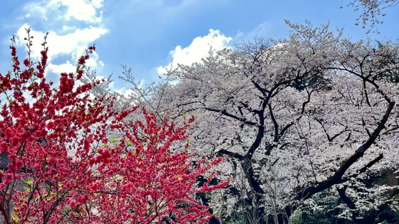 sakura trees