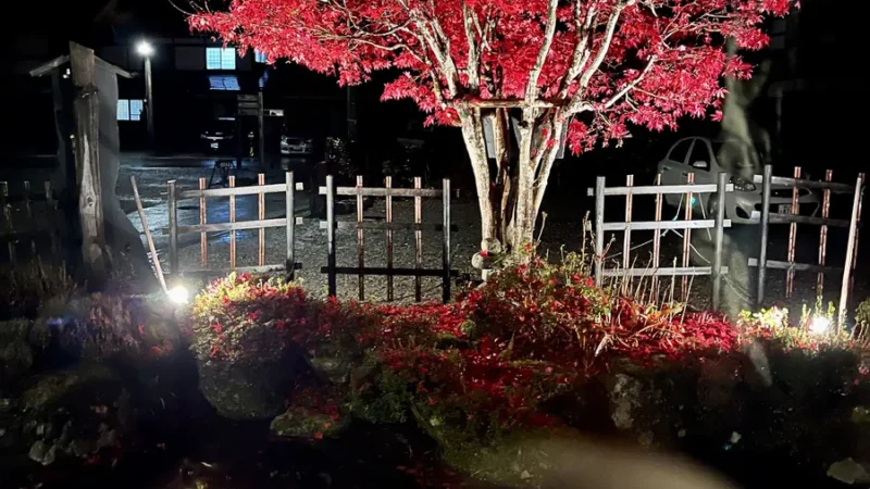 Red tree in shirakawa-go