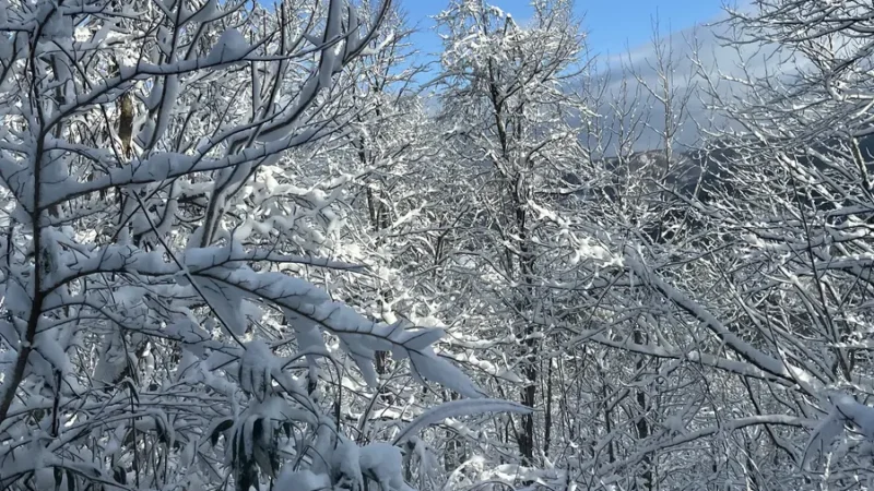 snow in aomori