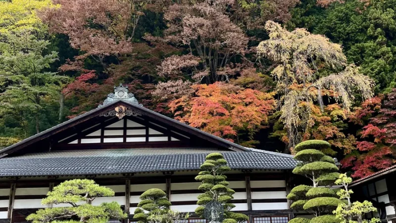 temple covered in green in Narai-Juku